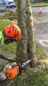 Tree Felling, Dismantling & Rigging Meath & Dublin