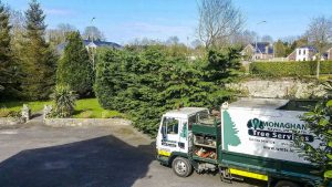 Tree Services in Meath and Dublin