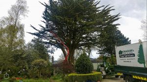 Tree Services in Meath and Dublin