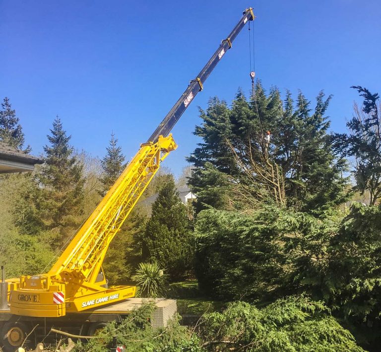 Tree Removal by Crane in Meath and Dublin W.Monaghan's Tree Services