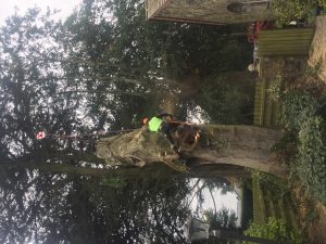 Professional tree services in Meath and Dublin