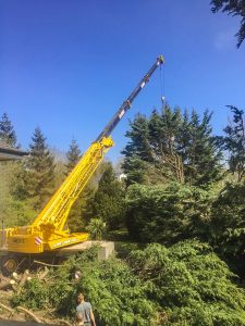 Tree Removal by Crane in Meath and Dublin