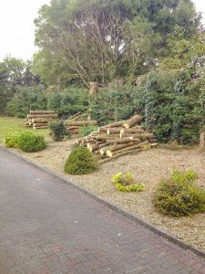 Trees and Shrubs Services Meath and Dublin