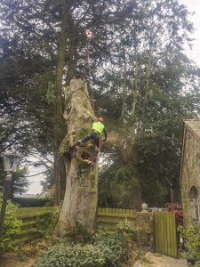 Tree Felling, Dismantling and Rigging Dublin and Meath
